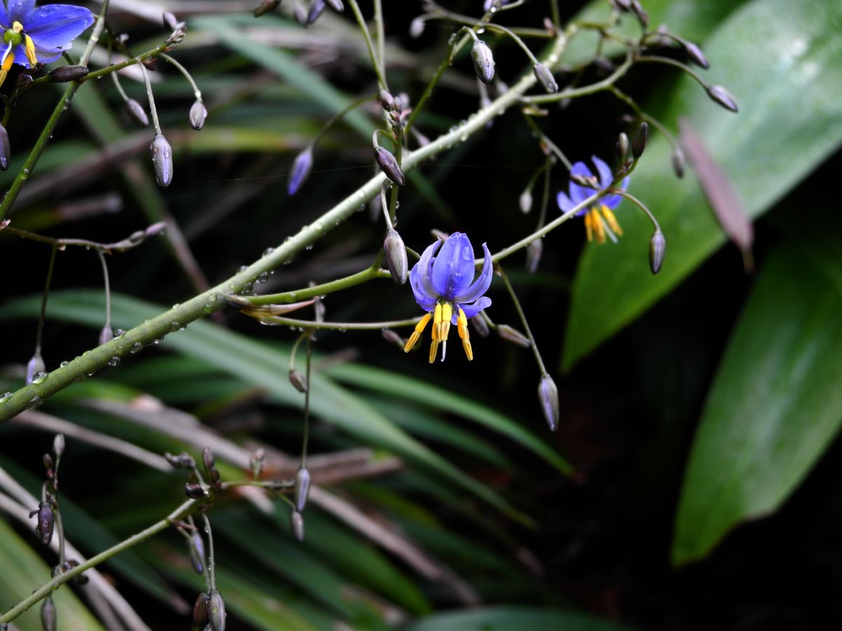 Asphodelaceae Dianella tasmanica