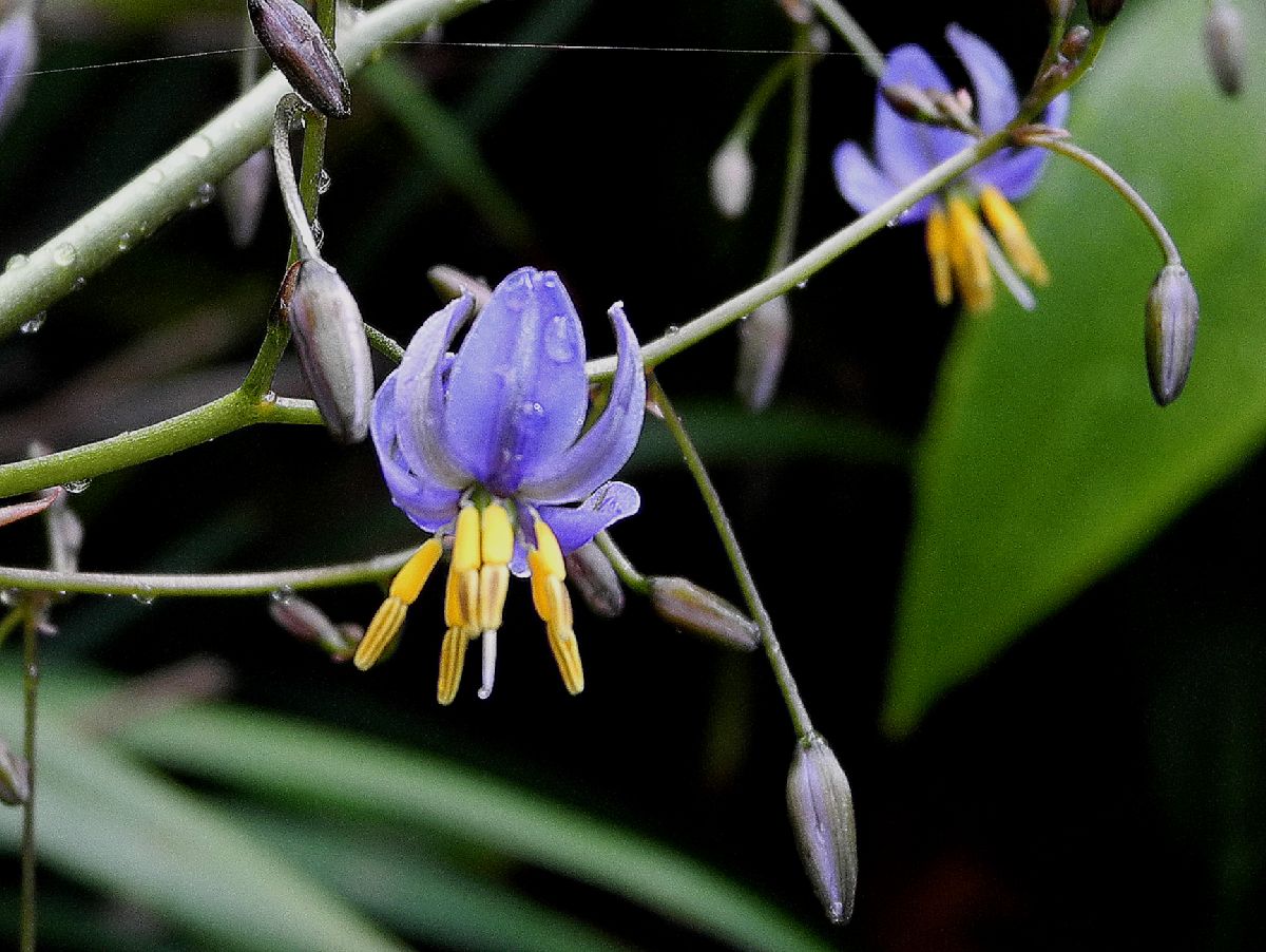 Asphodelaceae Dianella tasmanica