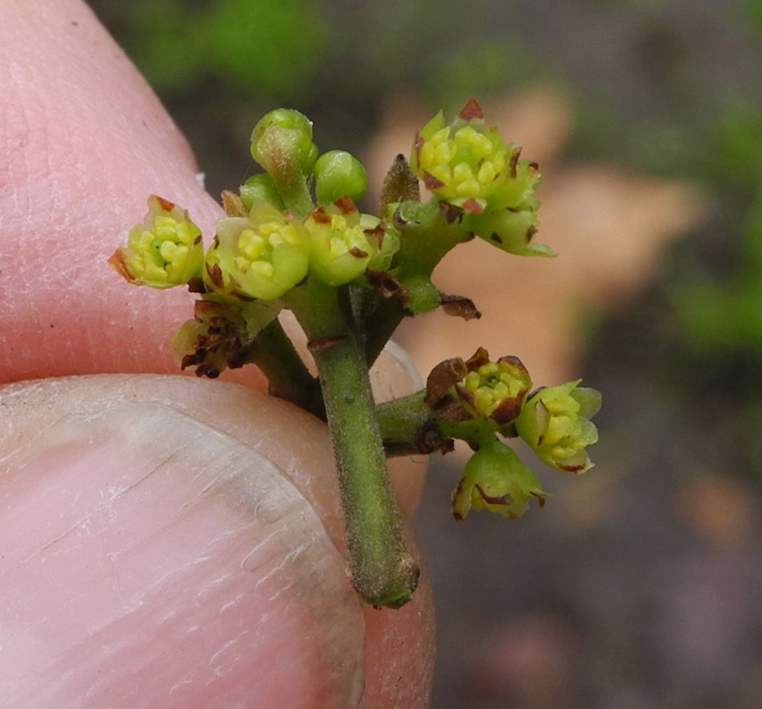 Gomortegaceae Gormortega nitida