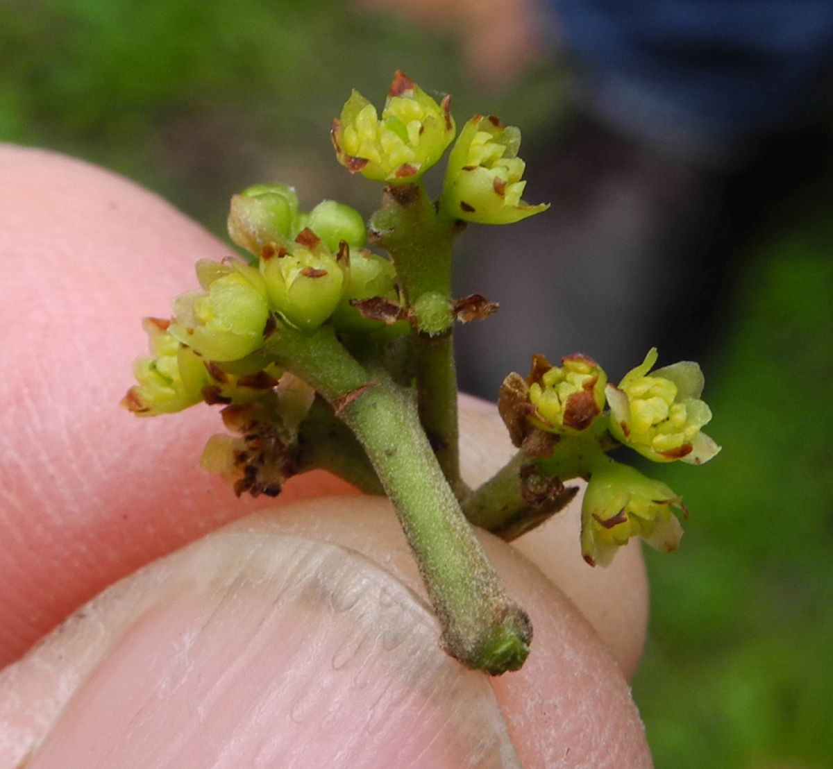 Gomortegaceae Gormortega nitida