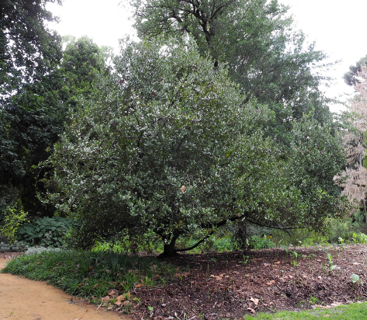 Gomortegaceae Gormortega nitida