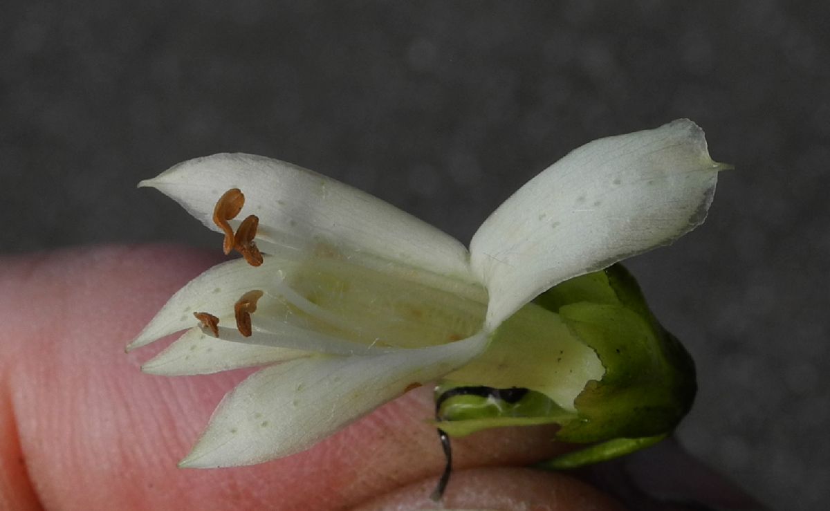 Scrophulariaceae Eremophila alternifolia