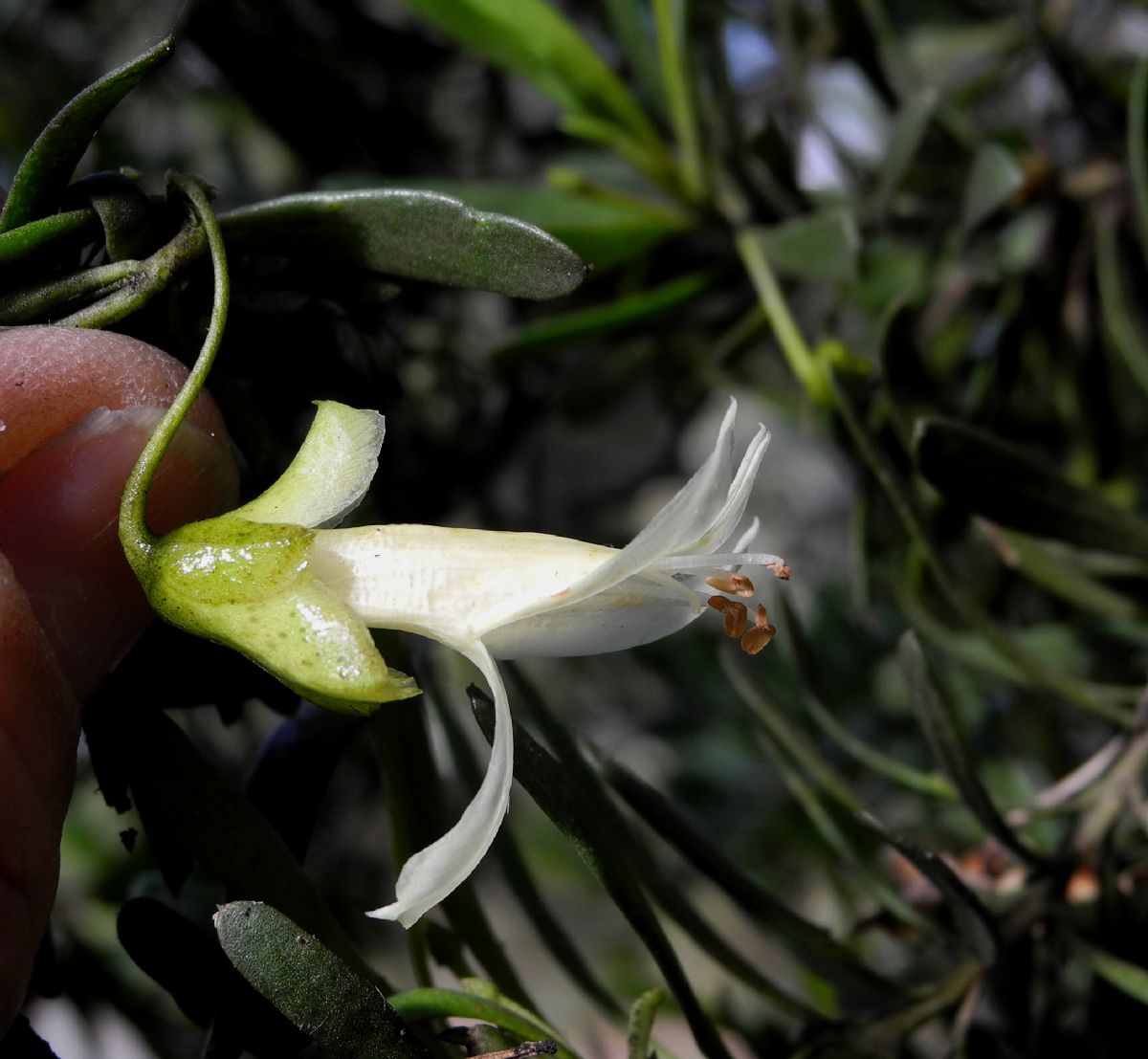 Scrophulariaceae Eremophila alternifolia