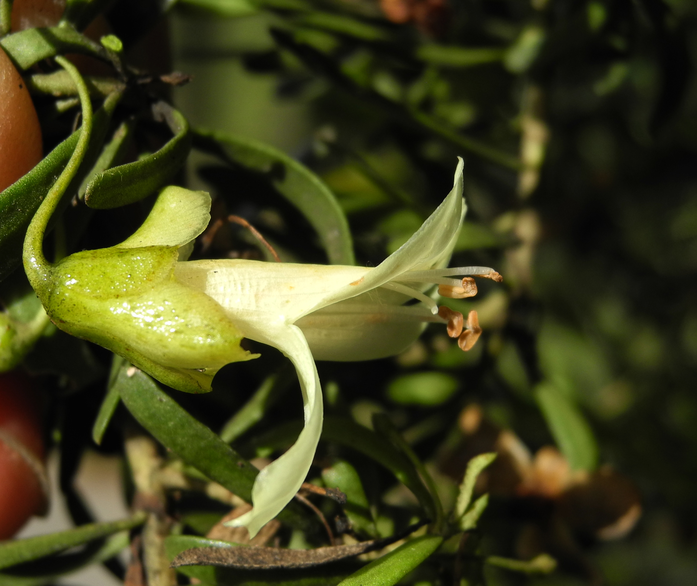 Scrophulariaceae Eremophila alternifolia