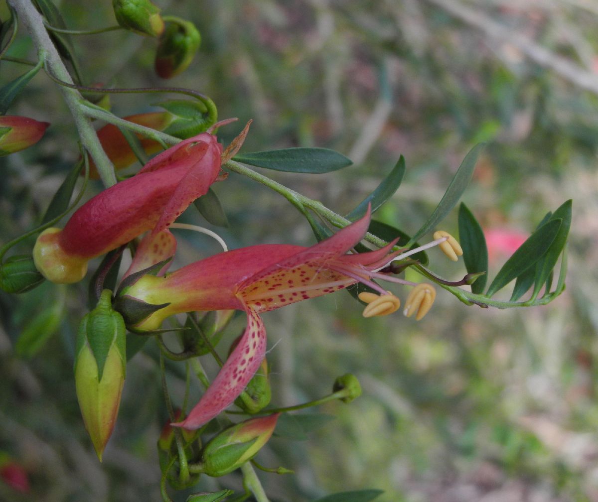 Scrophulariaceae Eremophila 