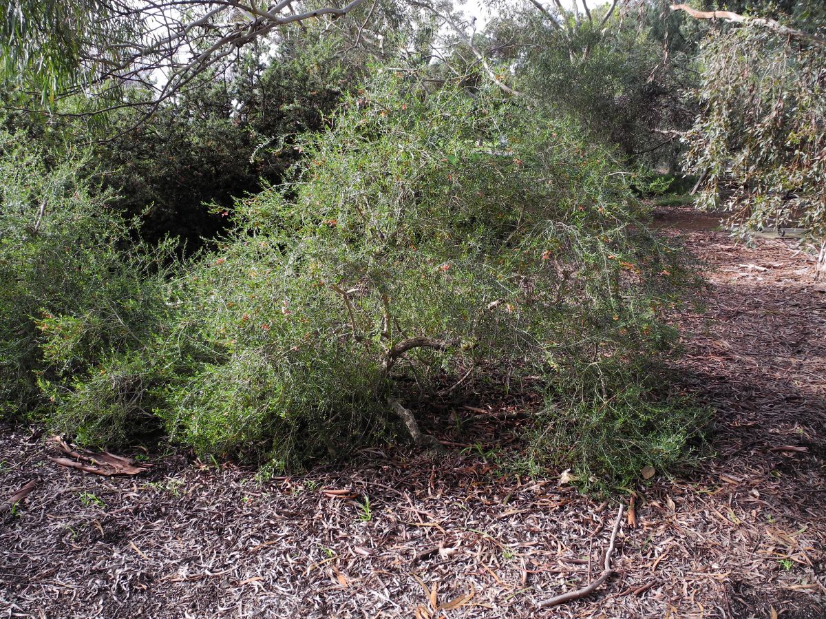 Scrophulariaceae Eremophila 