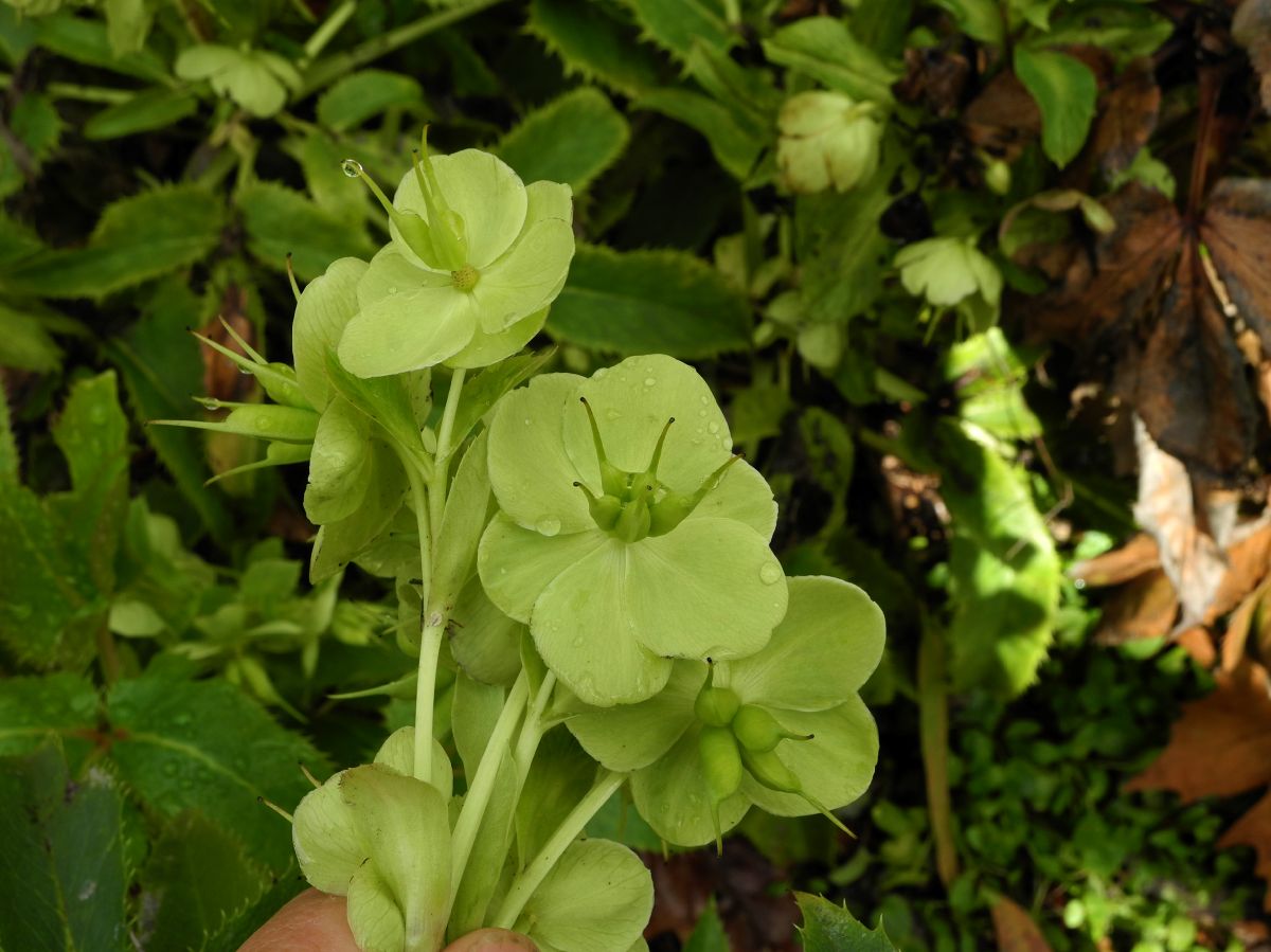Ranunculaceae Helleborus argutifolius