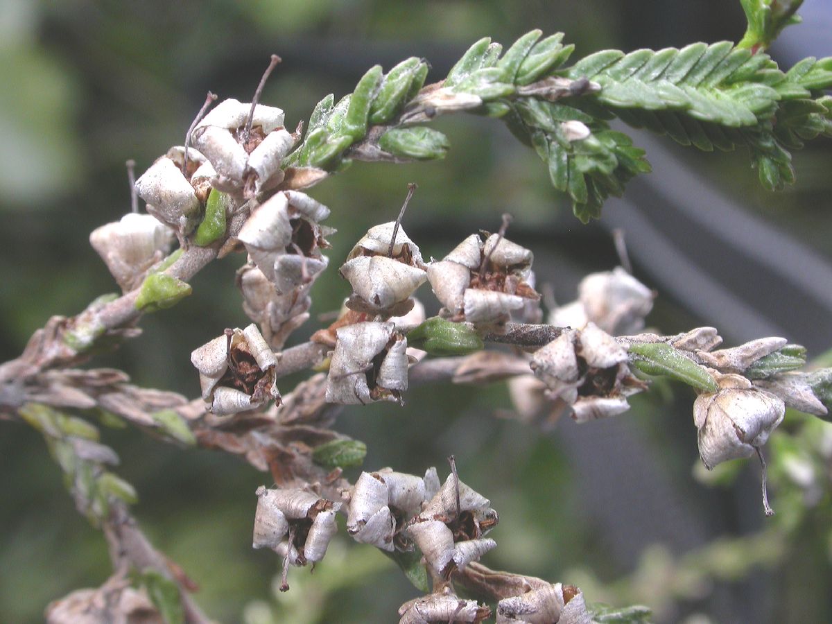 Ericaceae Calluna vulgaris