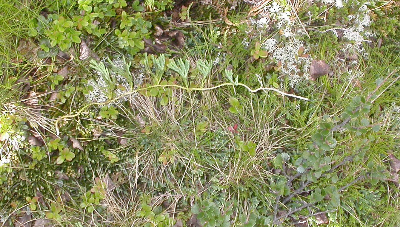 Lycopodiaceae Diphasiastrum alpinum