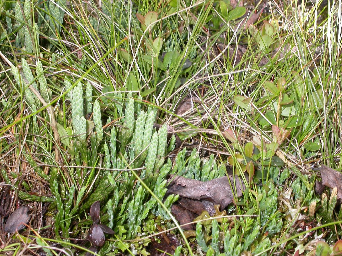 Lycopodiaceae Diphasiastrum alpinum