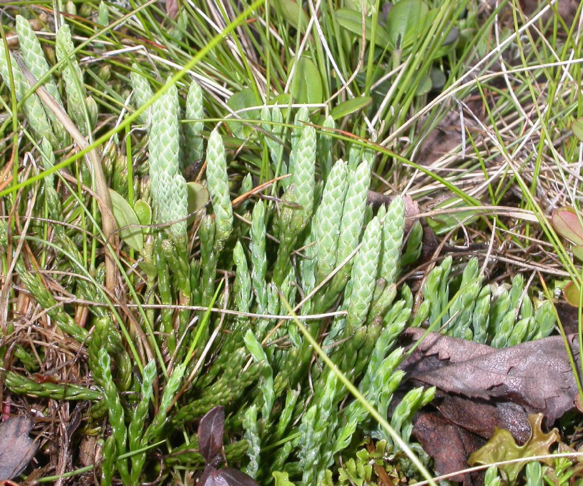 Lycopodiaceae Diphasiastrum alpinum