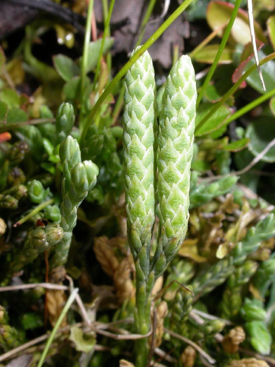 Lycopodiaceae Diphasiastrum alpinum