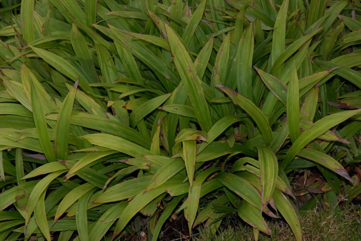 Cyperaceae Carex siderosticha