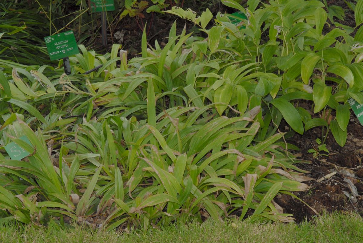 Cyperaceae Carex siderosticha