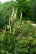 image of Actaea racemosa