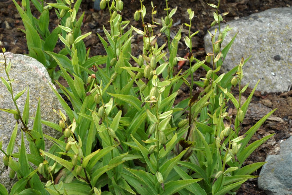 Orchidaceae Epipactis gigantea