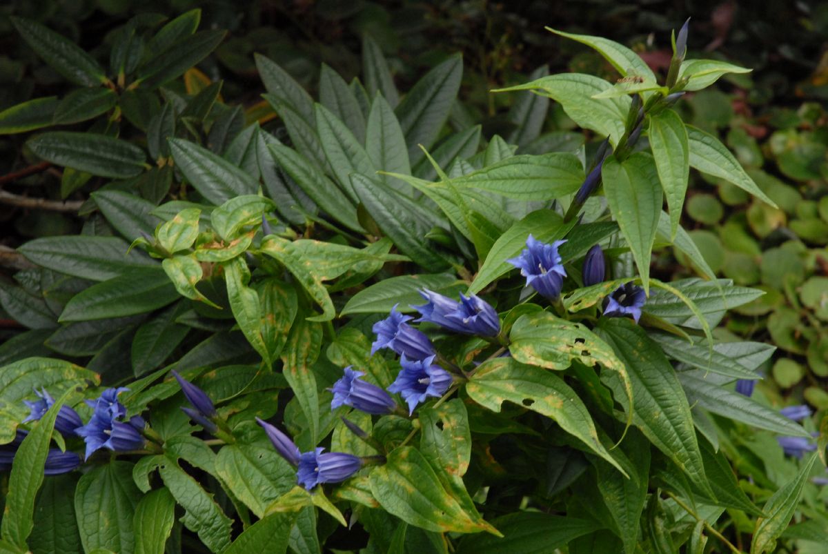 Gentianaceae Gentiana asclepidea