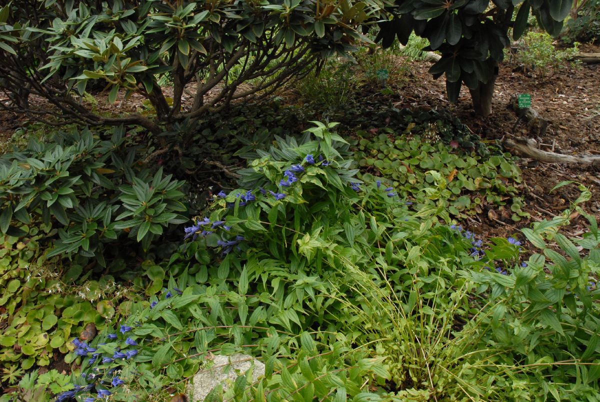 Gentianaceae Gentiana asclepidea