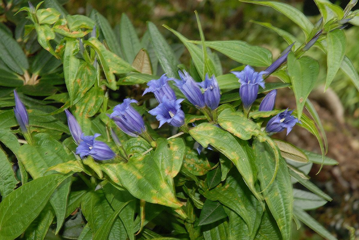 Gentianaceae Gentiana asclepidea