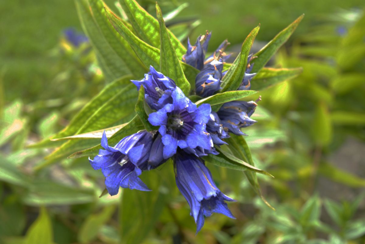 Gentianaceae Gentiana asclepidea