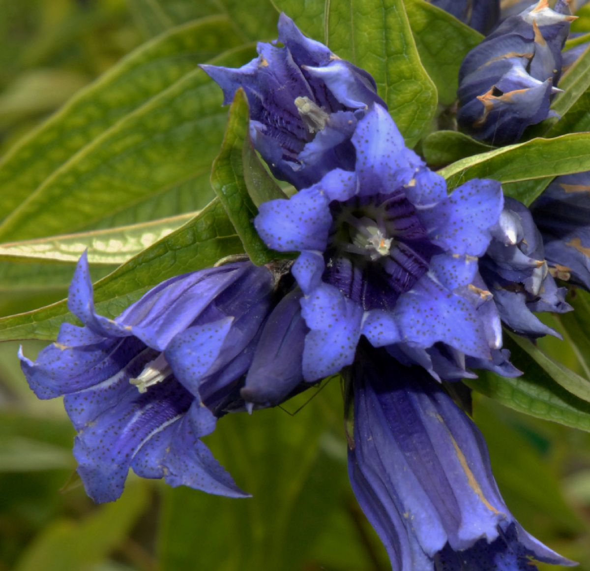 Gentianaceae Gentiana asclepidea