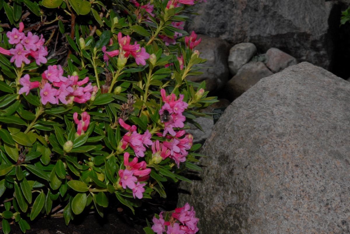 Ericaceae Rhododendron ferrugineum