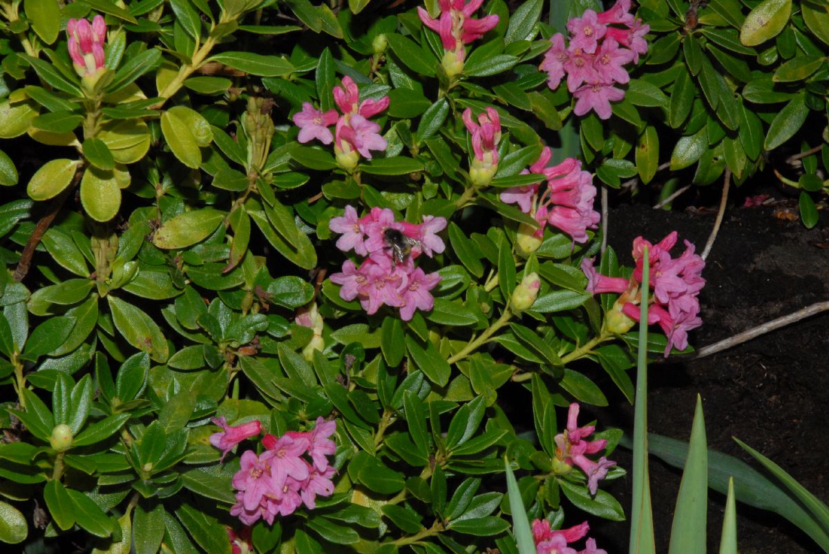 Ericaceae Rhododendron ferrugineum