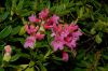 image of Rhododendron ferrugineum