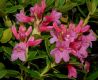 image of Rhododendron ferrugineum