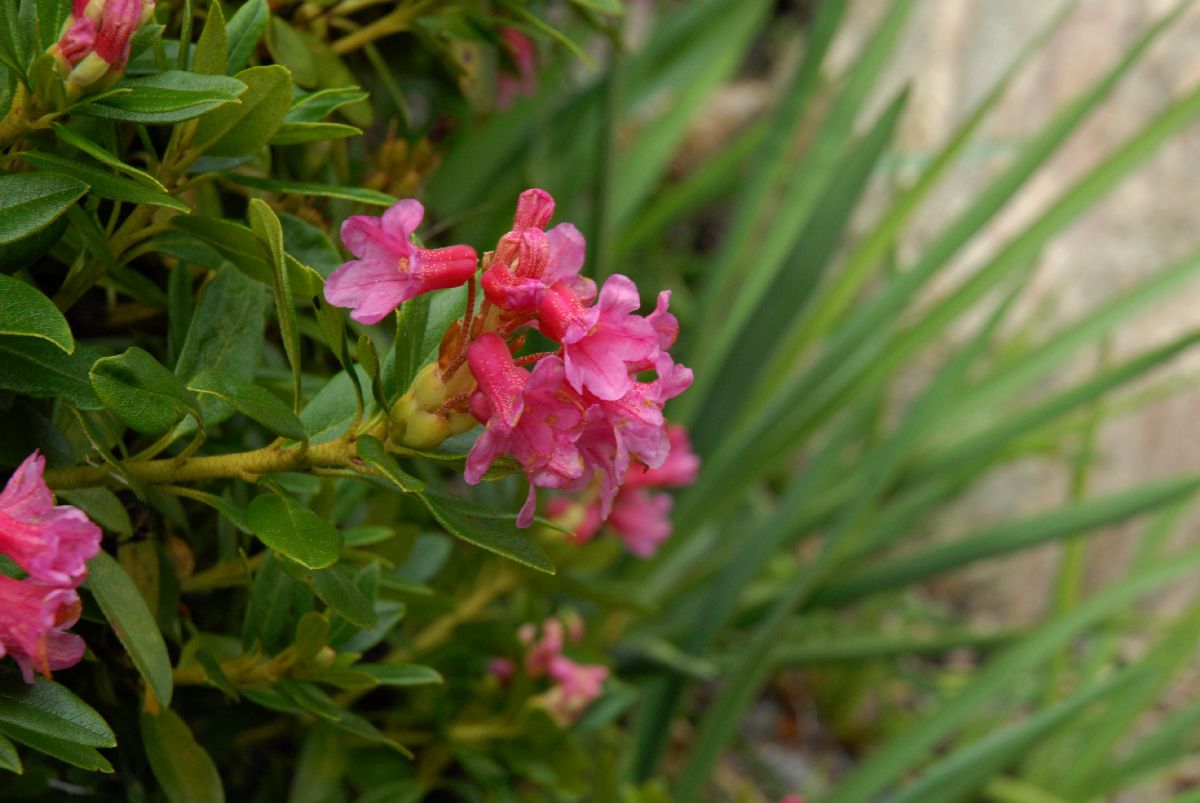 Ericaceae Rhododendron ferrugineum