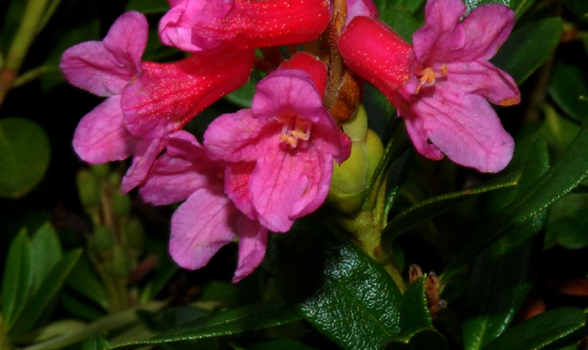 Ericaceae Rhododendron ferrugineum