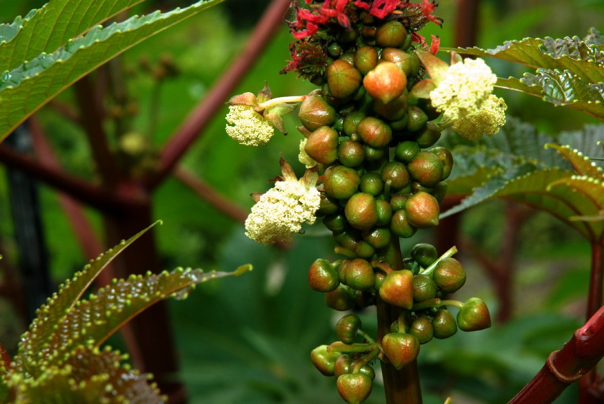 Euphorbiaceae Ricinus 