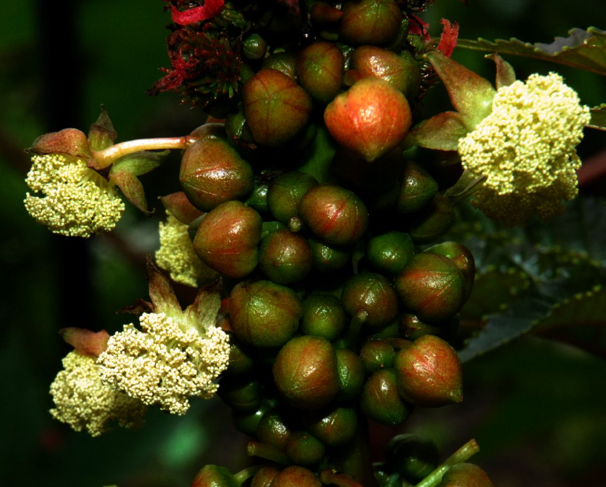 Euphorbiaceae Ricinus 