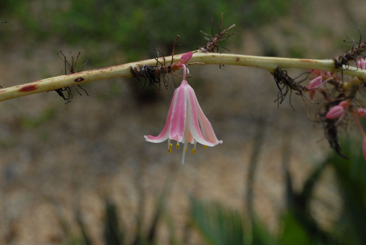 Asparagaceae Hesperaloe Campanulatum