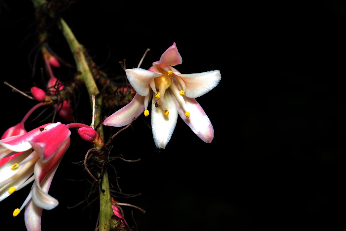 Asparagaceae Hesperaloe Campanulatum