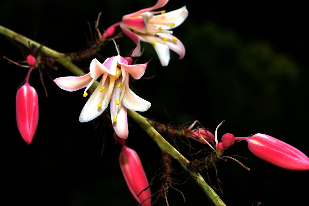 Asparagaceae Hesperaloe Campanulatum