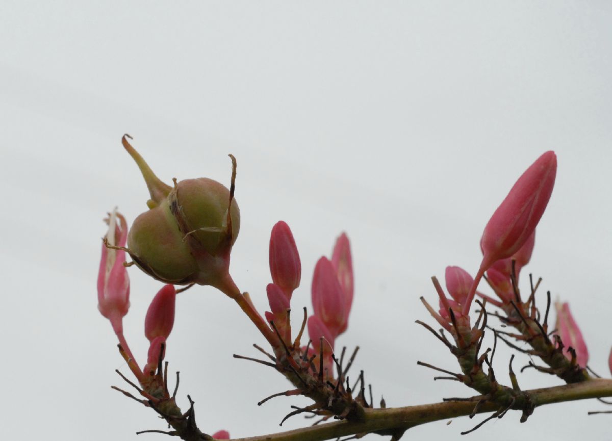 Asparagaceae Hesperaloe Campanulatum