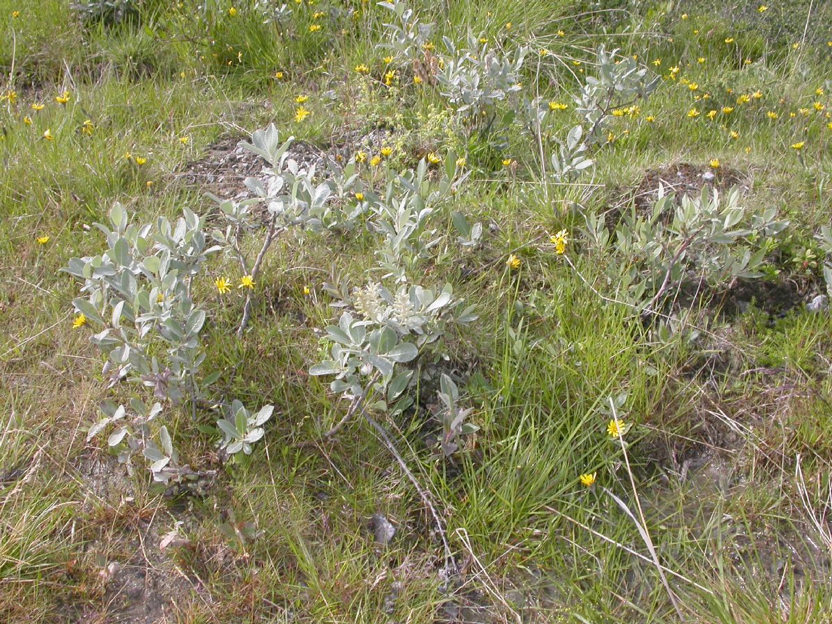 Salicaceae Salix glabra