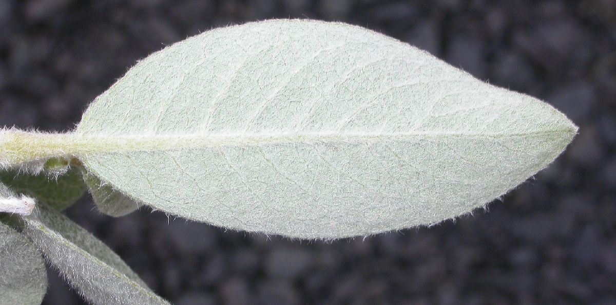 Salicaceae Salix glabra