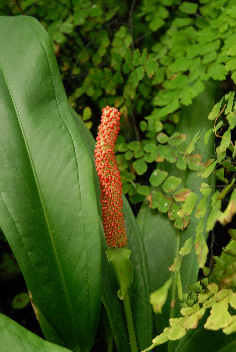 Araceae Anthurium bakeri
