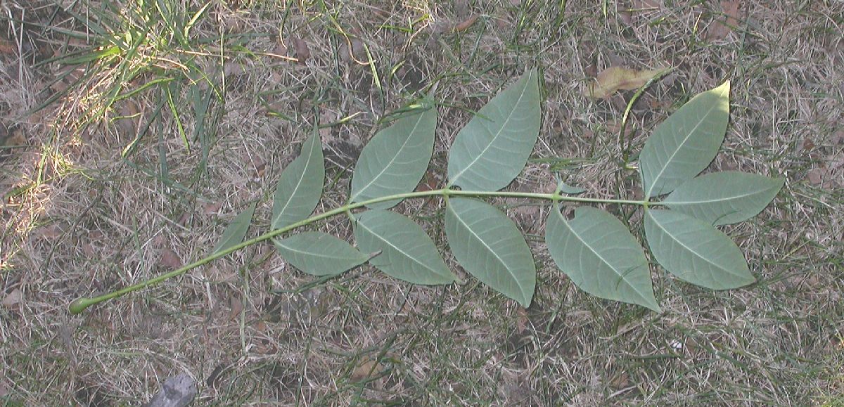 Rutaceae Phellodendron amurense