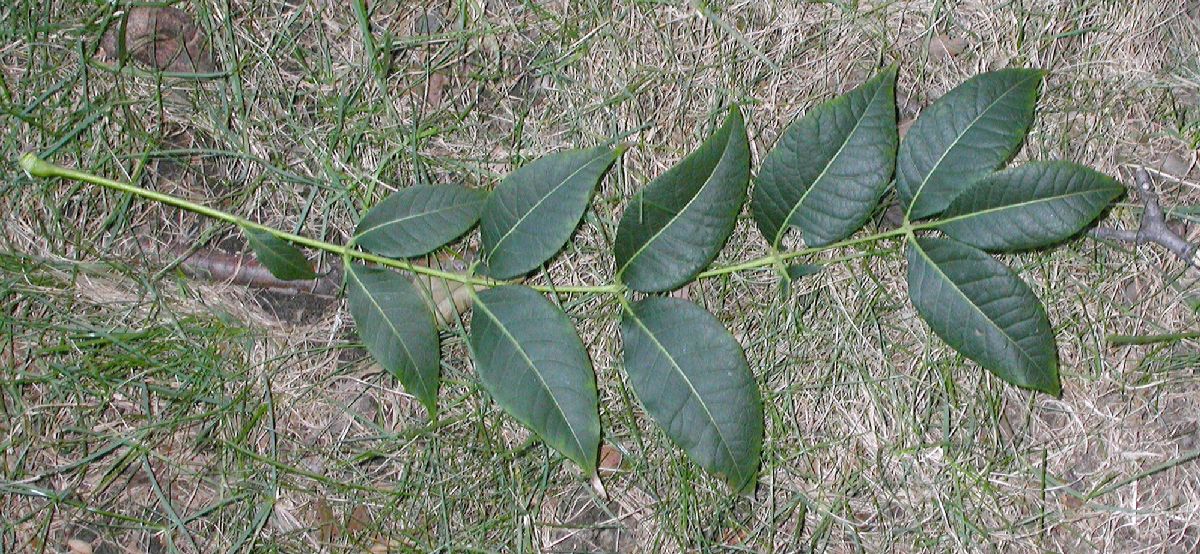 Rutaceae Phellodendron amurense