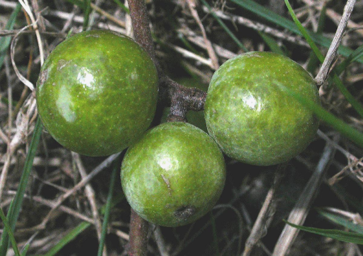 Rutaceae Phellodendron amurense