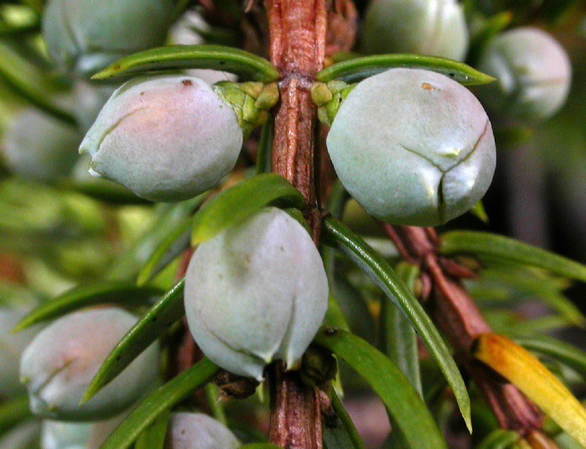 Cupressaceae Juniperus communis