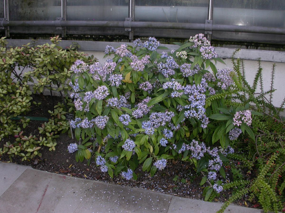Hydrangeaceae Dichroa febrifuga