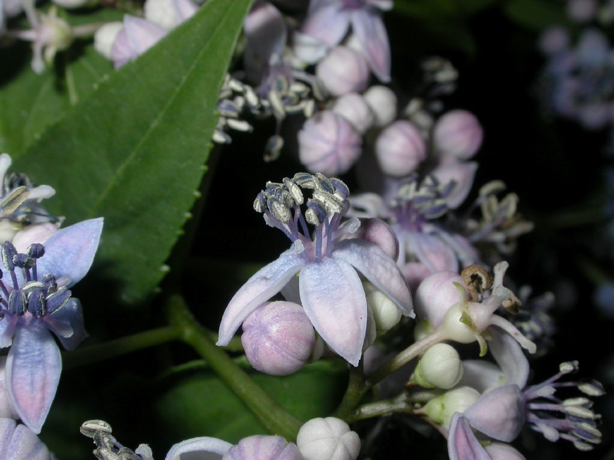 Hydrangeaceae Dichroa febrifuga