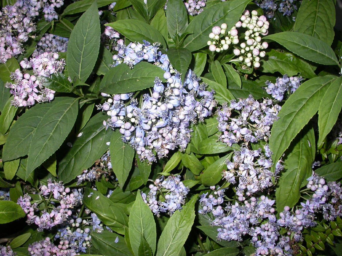 Hydrangeaceae Dichroa febrifuga