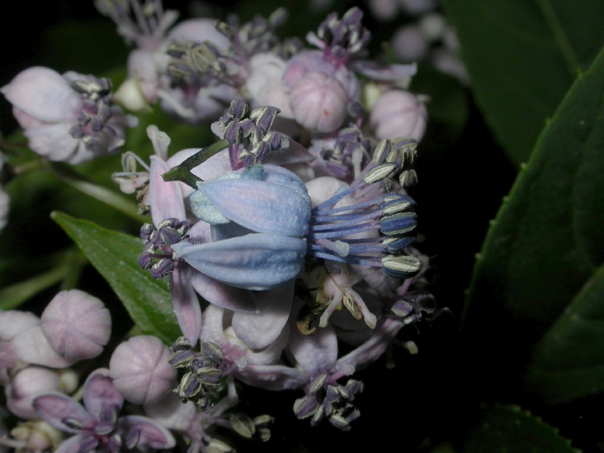 Hydrangeaceae Dichroa febrifuga