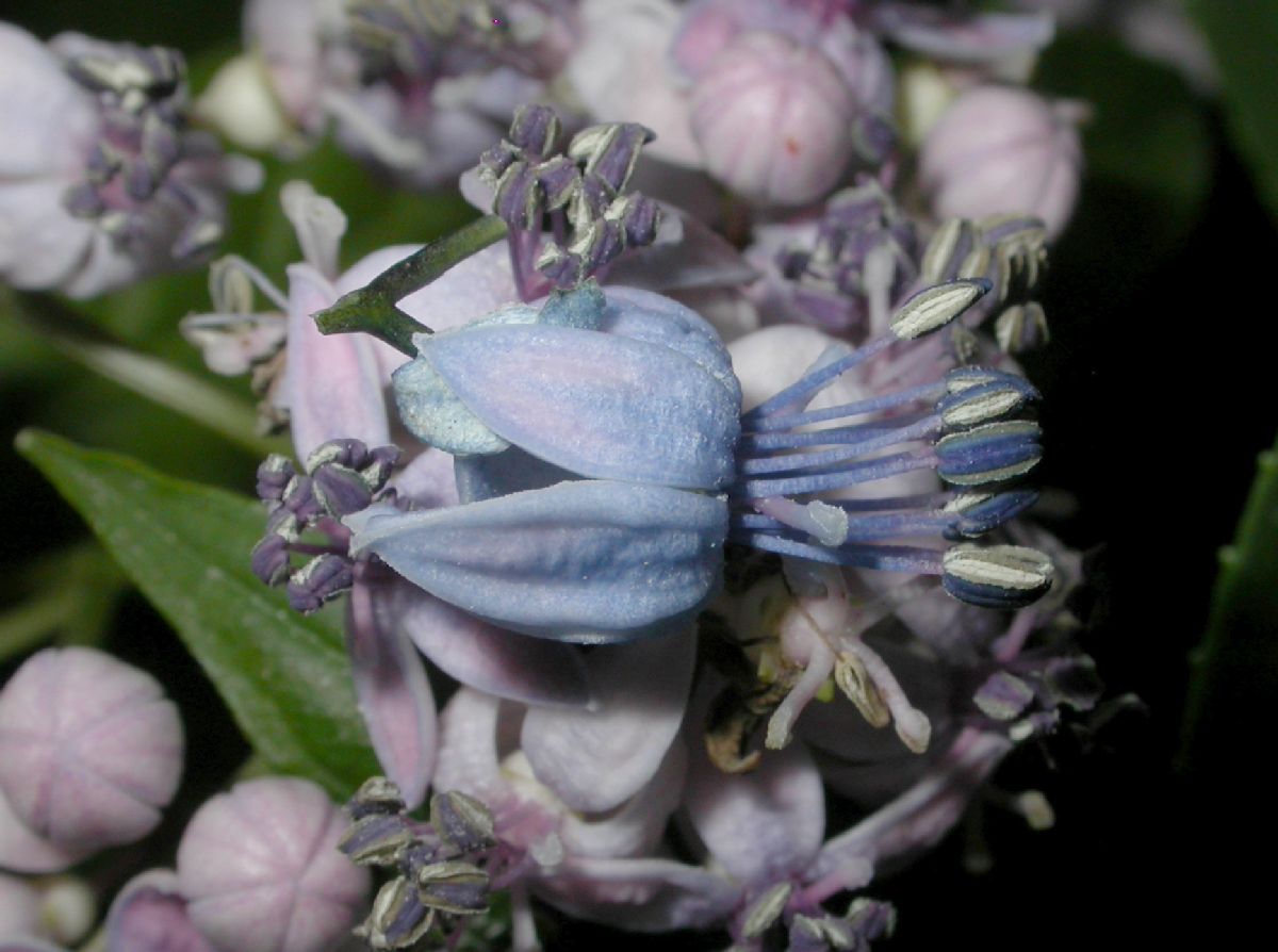 Hydrangeaceae Dichroa febrifuga