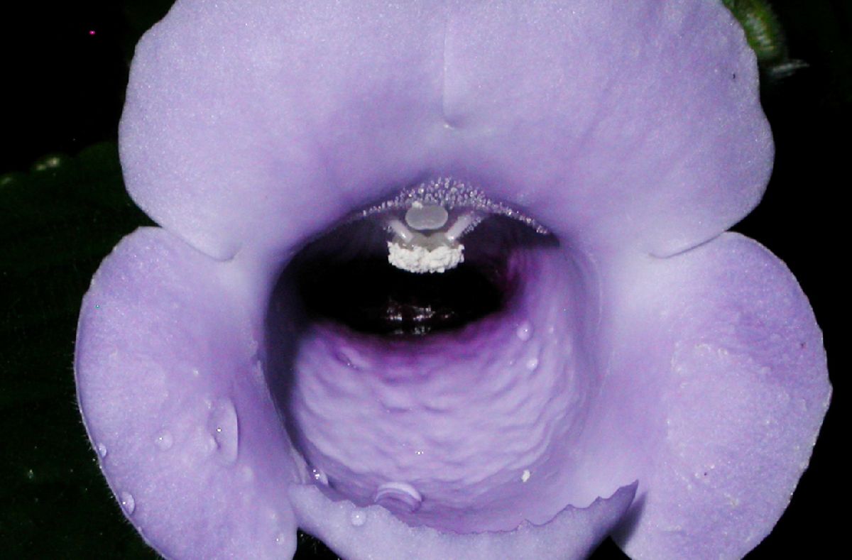 Gesneriaceae Gloxinia perennis